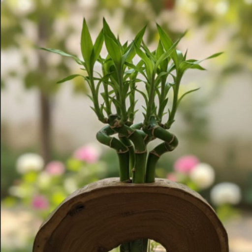 Sleek and modern AD-Test tube planter-TB27B designed for indoor plants, featuring multiple test tubes for optimal plant growt
