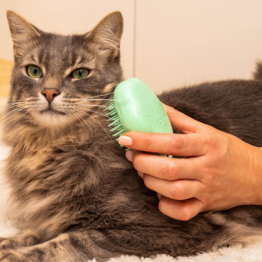 Professional cat grooming service in Kolkata with a clean, relaxed cat being pampered