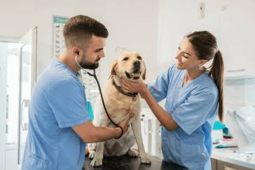  Veterinary Doctor Consultation in Kolkata The Paws Avenue - Pet Care Clinic ( New Address ) 8/1c, Diamond Harbour Rd, Near Hotel Saini Inn, Alipore, Kolkata, West Bengal 700027, India