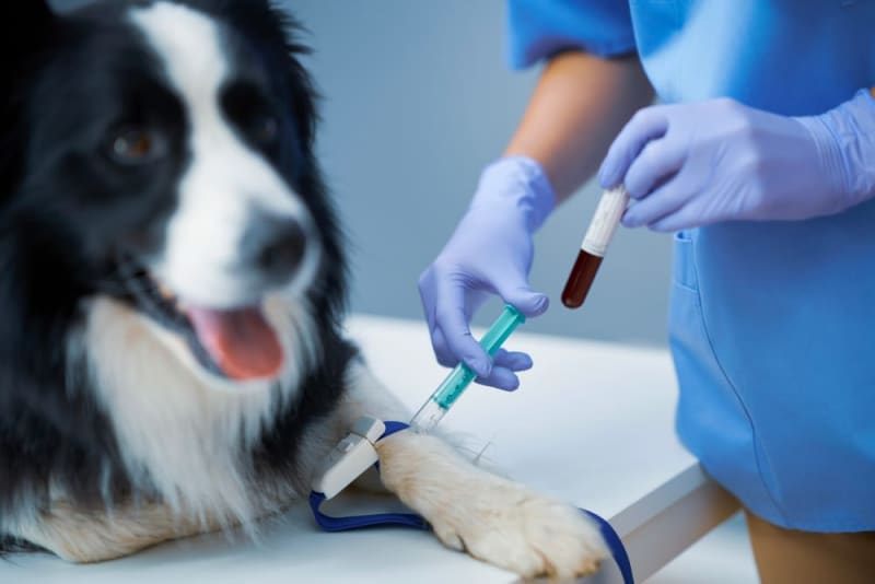  Comprehensive Blood Tests for Your Pets The Paws Avenue - Pet Care Clinic ( New Address ) 8/1c, Diamond Harbour Rd, Near Hotel Saini Inn, Alipore, Kolkata, West Bengal 700027, India