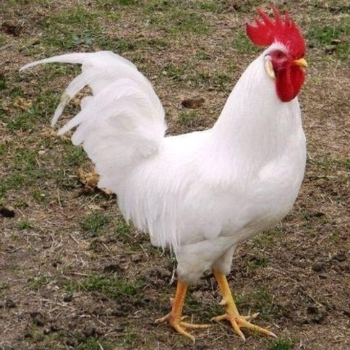 GOPI CHICKEN SHOP - Fresh Cockerel Chicken Meat - Gopi Chicken Shop in Sambalpur