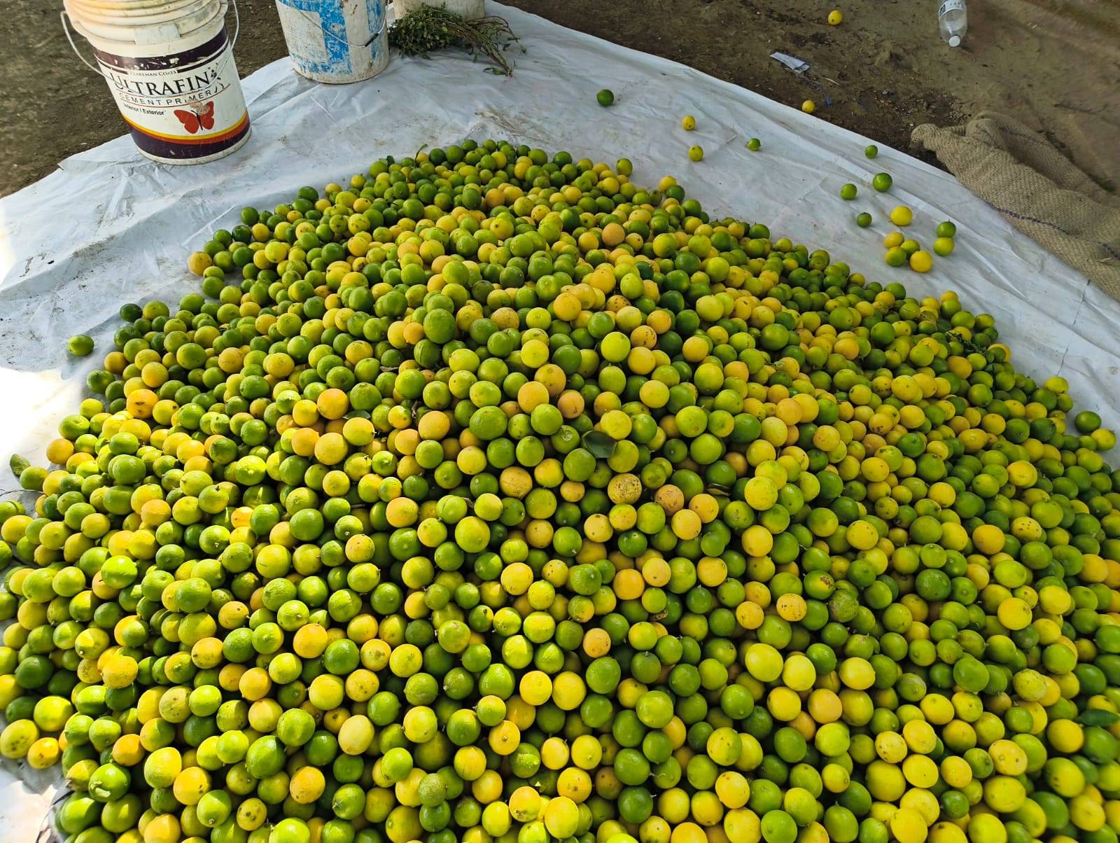 GADDEPPA MANUR - Fresh Lemons in Lachyan - INDI in INDI