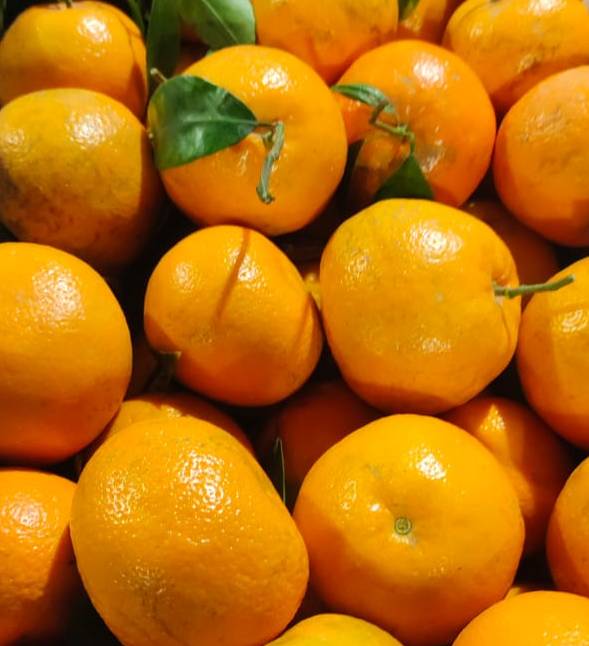 Fresh, juicy oranges with vibrant color, showcasing their sweetness and tangy appeal at ASHOK KUMAR in Gurdaspur.