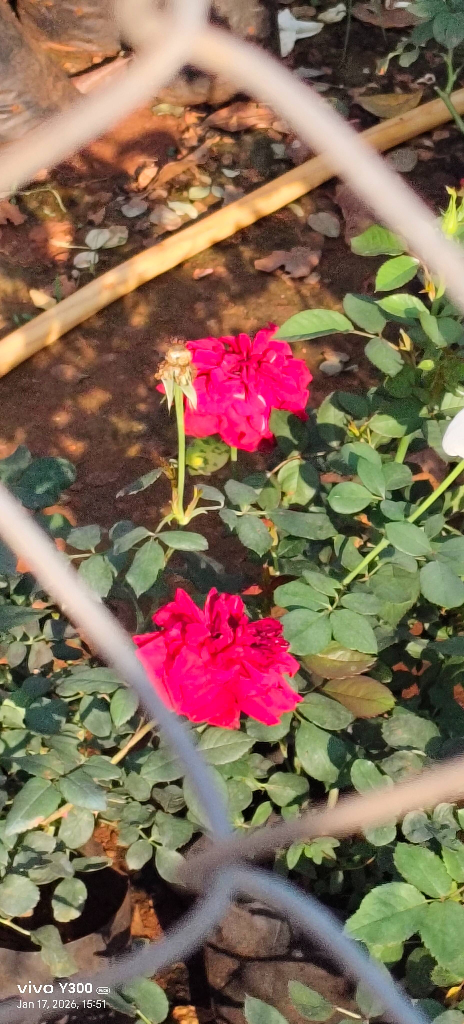 Stunning Luxury Rose from KADIYAM VARI SIVAPARVATHI NURSERY in Sathupalle, showcasing vibrant petals and elegant design.