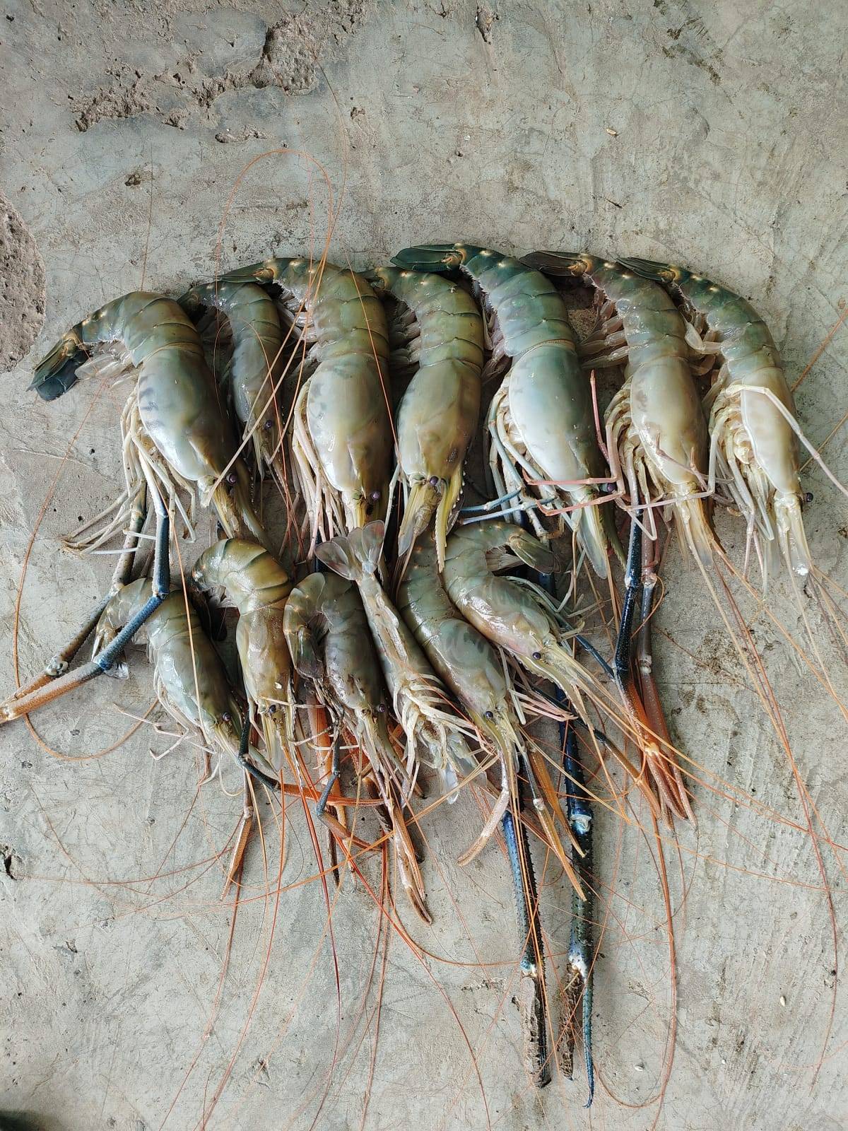 MAA LAKSHMI FISH COMPANY - Fish Company Fish Atom in Pusad in pusad
