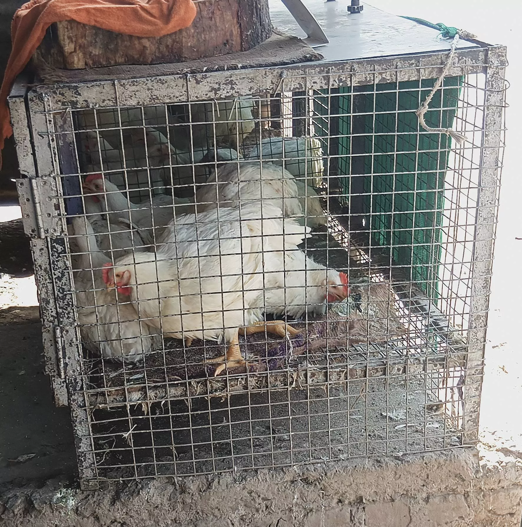 Sturdy metal poultry chicken cage from AVESH CHICKEN SHOP in MOTALA, designed for safety and comfort of chickens. - Image 1