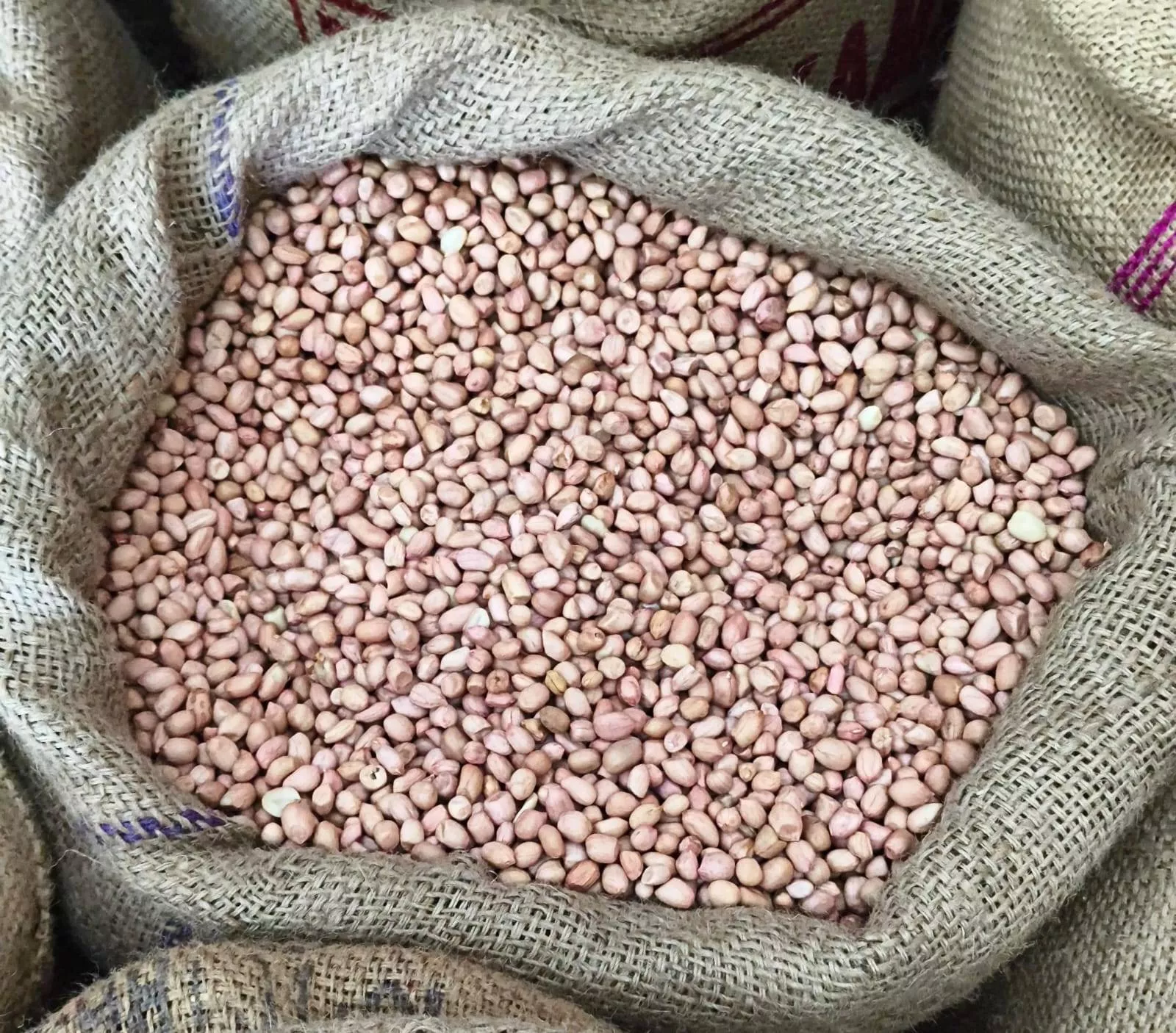 Fresh Geeta Traders Mung Falli packaged in a bag, showcasing its quality and vibrant color, available in Daryapur.