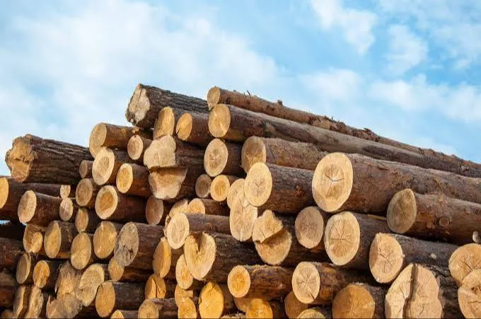 High-quality, durable, and eco-friendly wood sourced from Bhadradri SARAPAKA, Telangana, ideal for crafting and paper making 