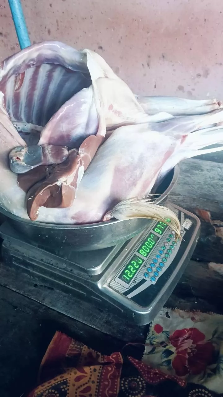 MAWANE ENTERPRISES - Fresh Goat Meat in Indore - Flavor-Rich Choice in DAKACHIYA