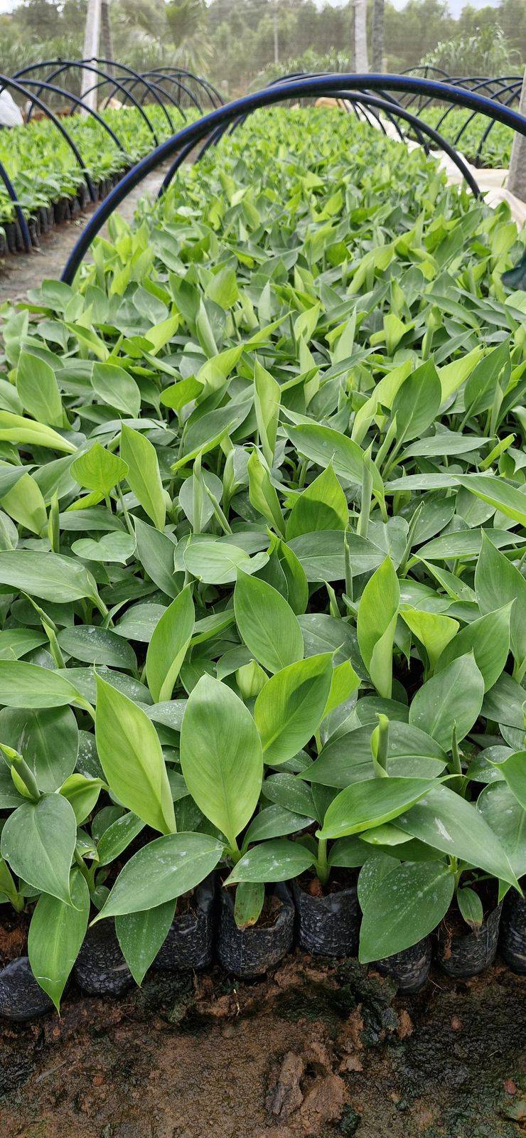 KISAN AGRO BIOTECH - Banana Plants in Nawabganj - G9 Variety ZAIDPUR in ZAIDPUR