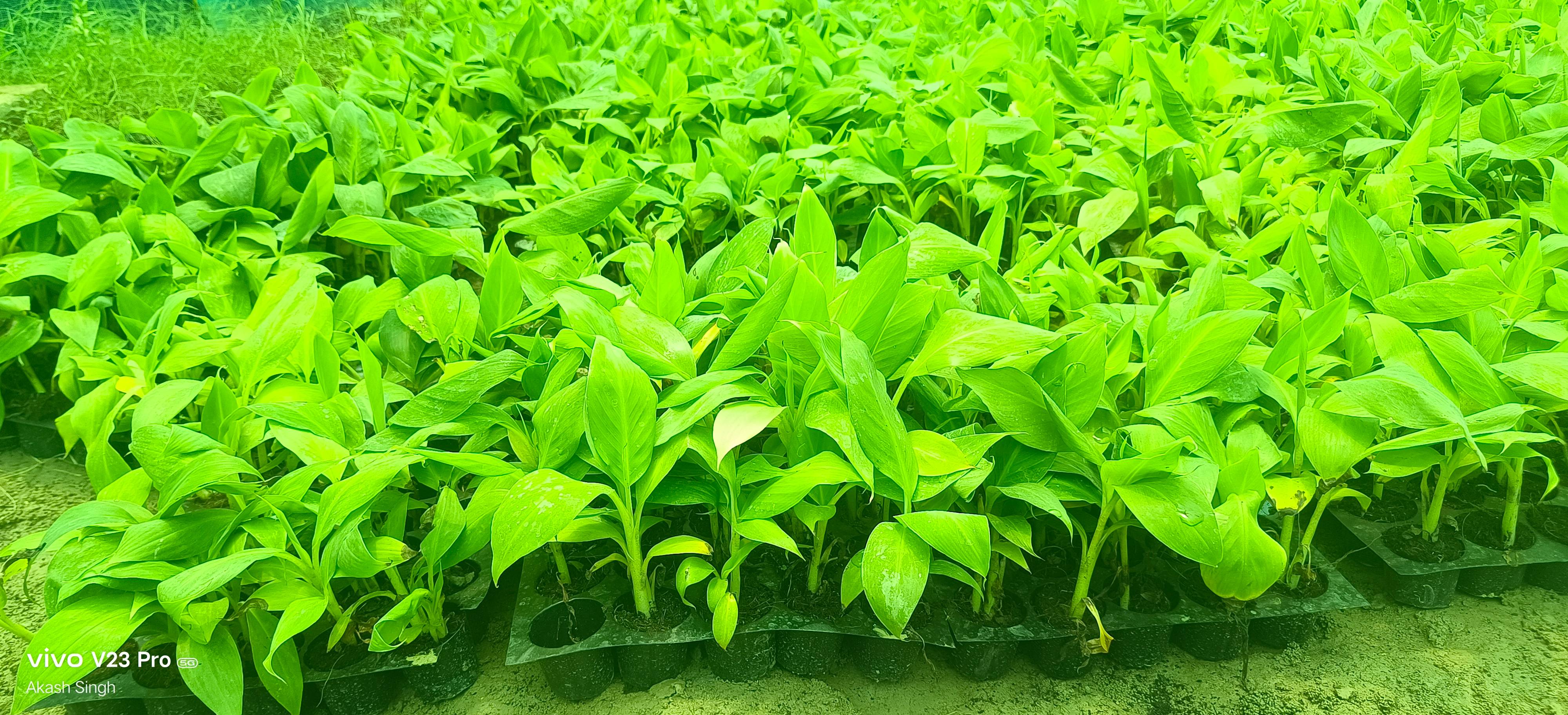 Healthy G9 banana plants ready for planting in ZAIDPUR, showcasing robust leaves and strong roots suitable for premium farmin - Image 1
