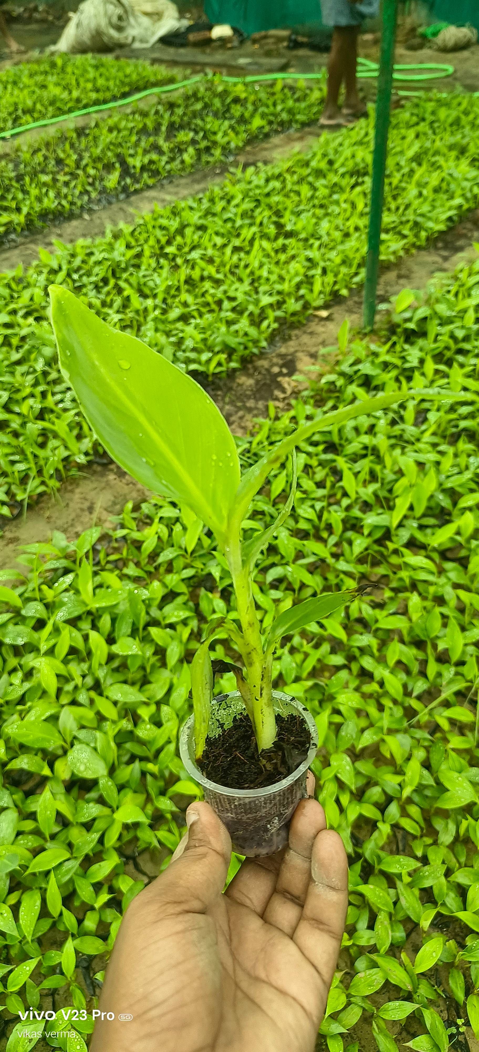 Healthy G9 banana plants ready for planting in ZAIDPUR, showcasing robust leaves and strong roots suitable for premium farmin - Image 2