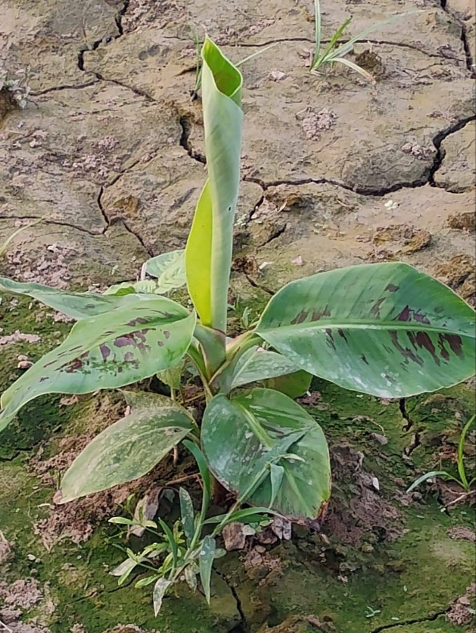 Healthy G9 banana plants ready for planting in ZAIDPUR, showcasing robust leaves and strong roots suitable for premium farmin - Image 3