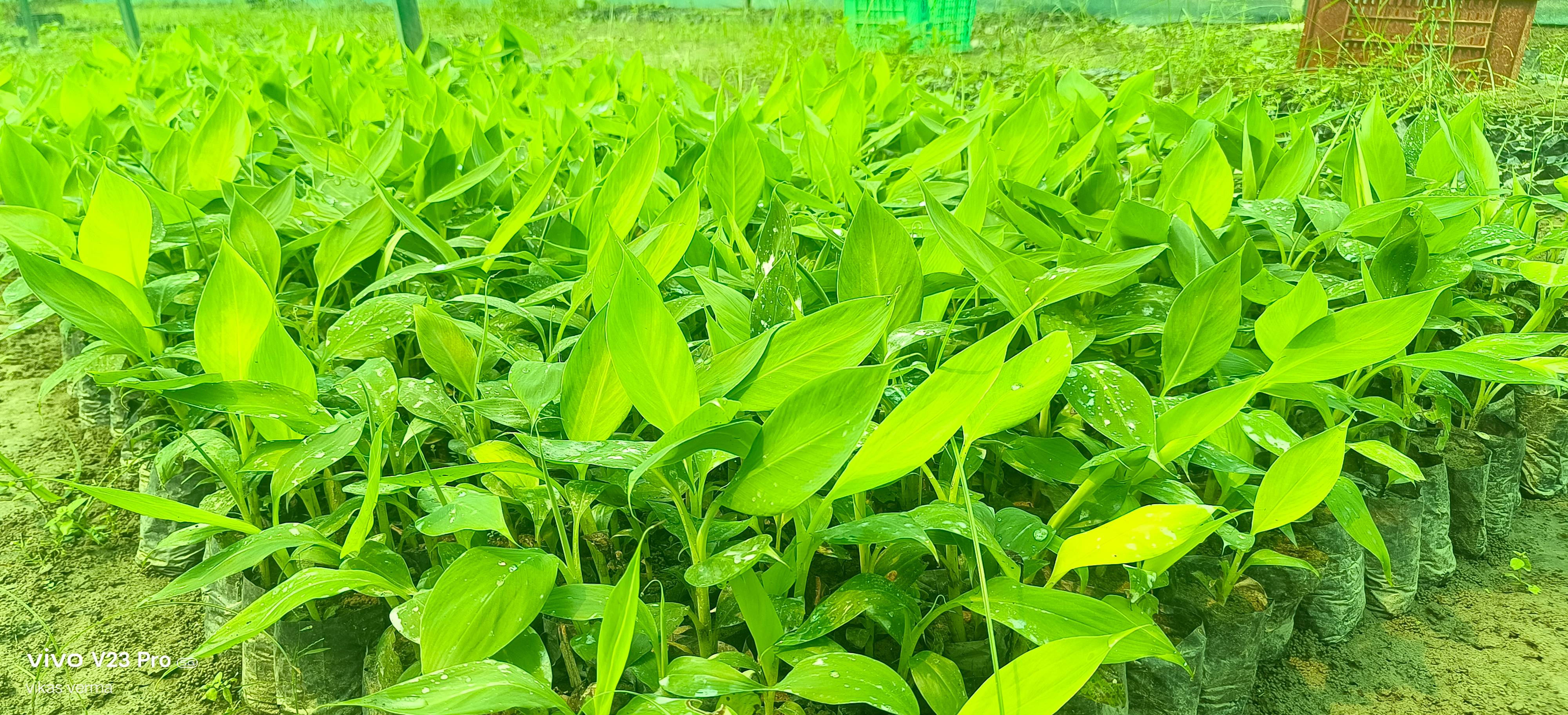 Healthy G9 banana plants ready for planting in ZAIDPUR, showcasing robust leaves and strong roots suitable for premium farmin - Image 4