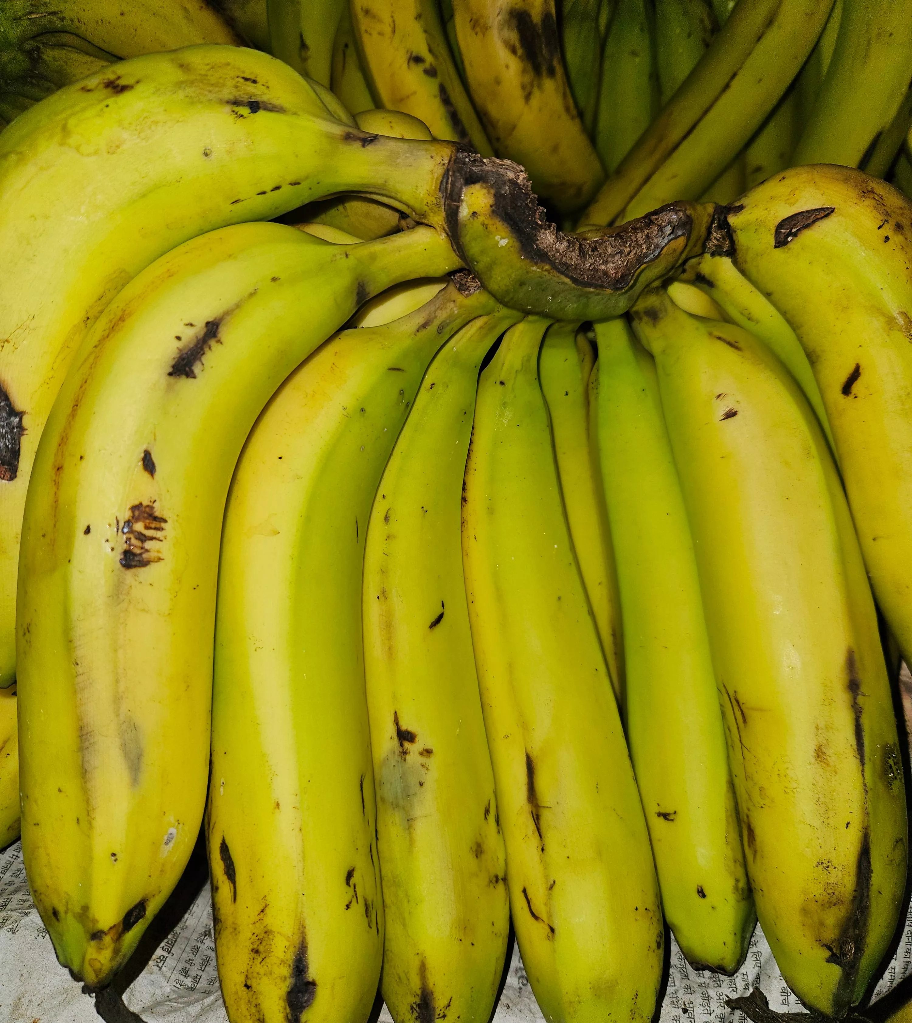 Fresh Cavendish Bananas in Mumbai