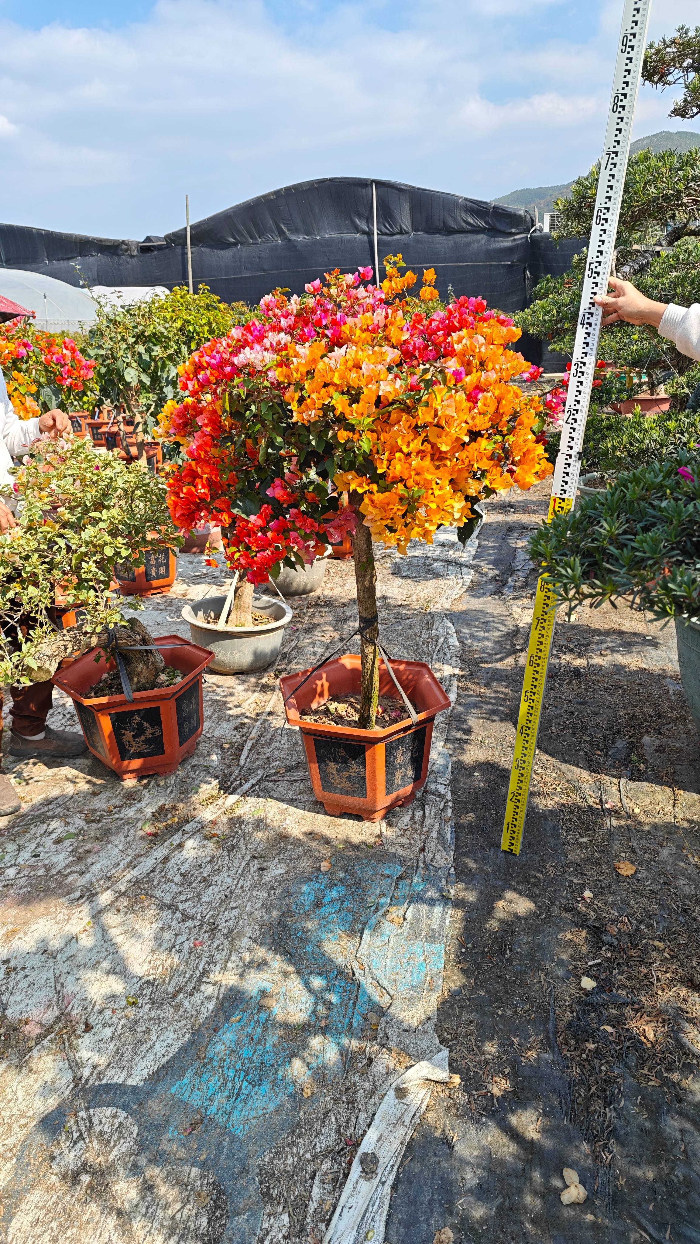 NATURE AND SCIENCE - Bougainvillea Multicolor in East Godavari in EAST GODAVARI