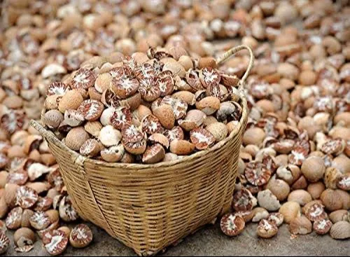 YAKSHIT INDUSTRIES - Betel Nuts in Guwahati - Fresh and Flavorful Option in CHANGSARI