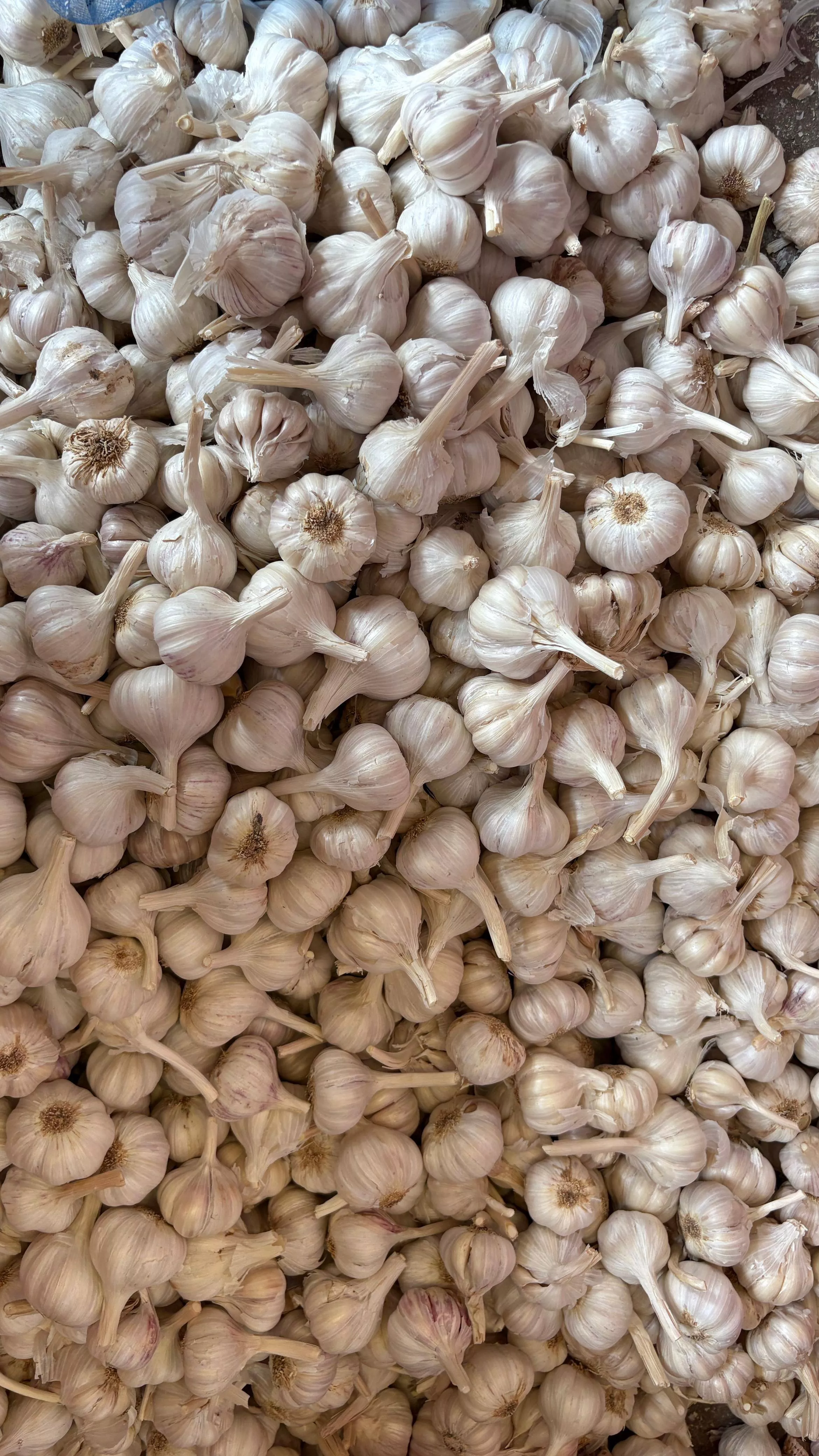 FARRUKHABAD TRADING COMPANY - Garlics 1 in Indore - FARRUKHABAD TRADING COMPANY in INDORE