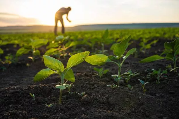 Organic Plant Nutrient Pack in KURNOOL designed to boost plant growth, featuring a blend of natural ingredients for optimal p