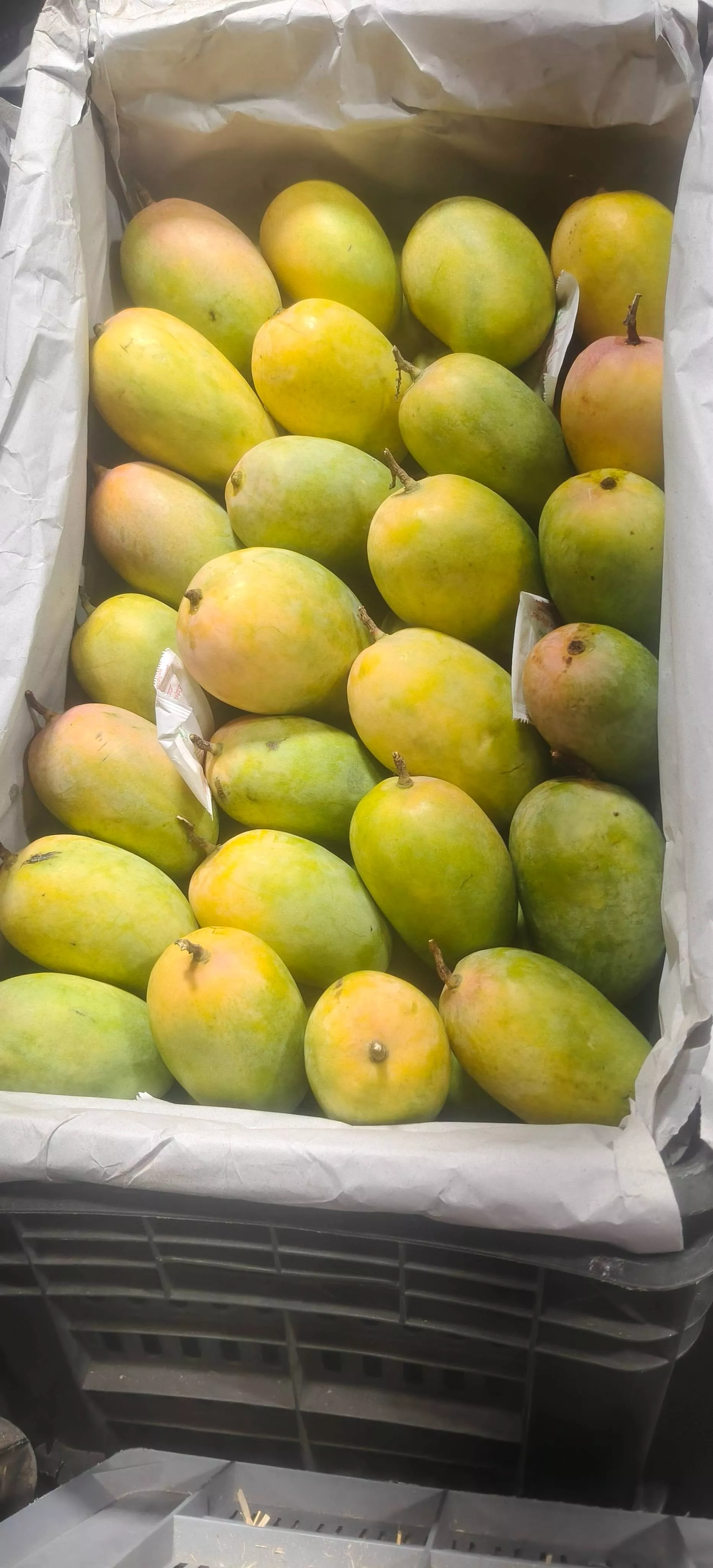 PANDIT FRUITS SUPPLIER - Alphonso Mangoes in Vashi: Juicy and Sweet in NAVI MUMBAI