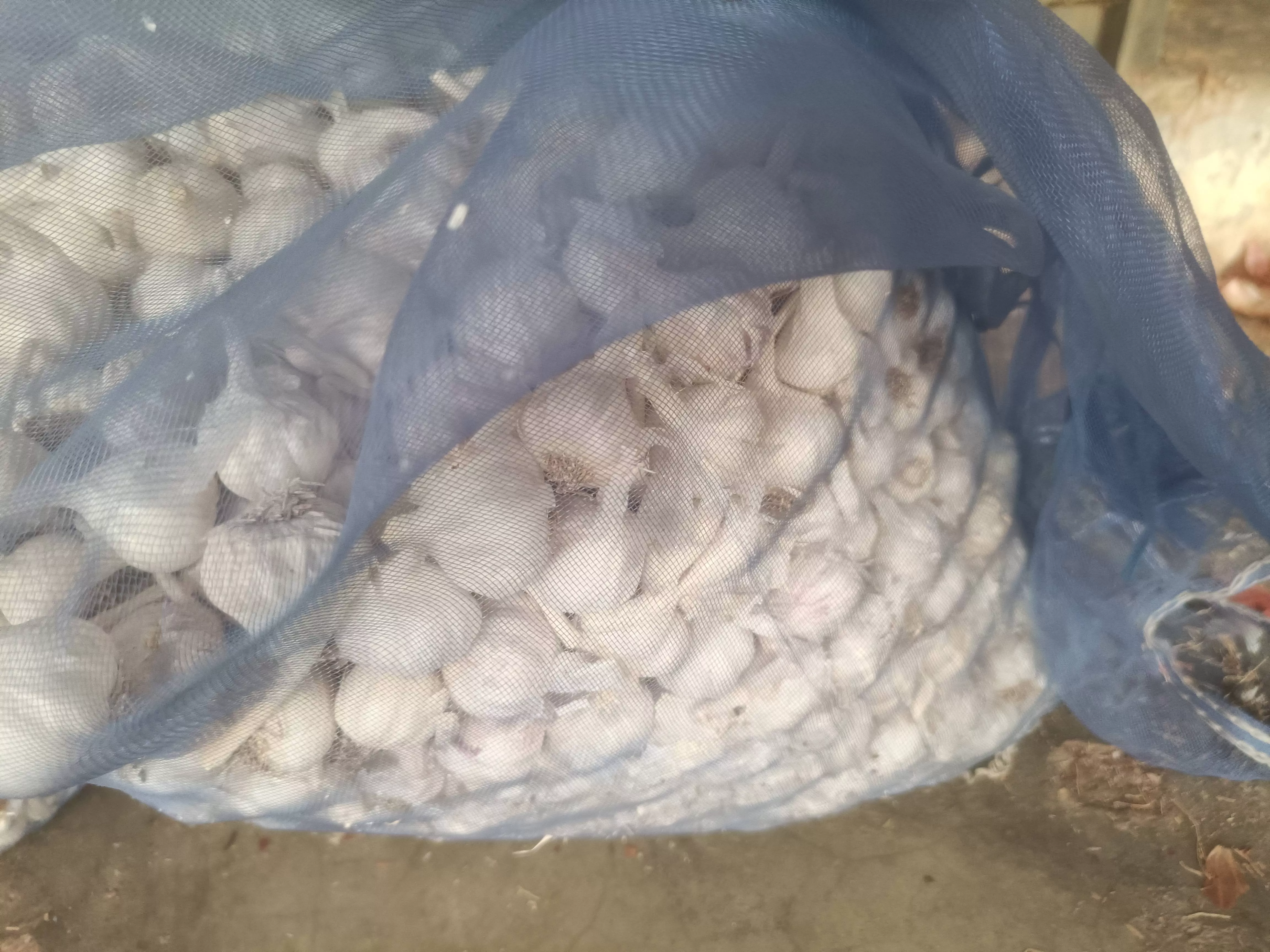 BUSHRA ONIONS - Garlic Bulbs in PENAMALURU: Fresh Garlic for Meals in PENAMALURU