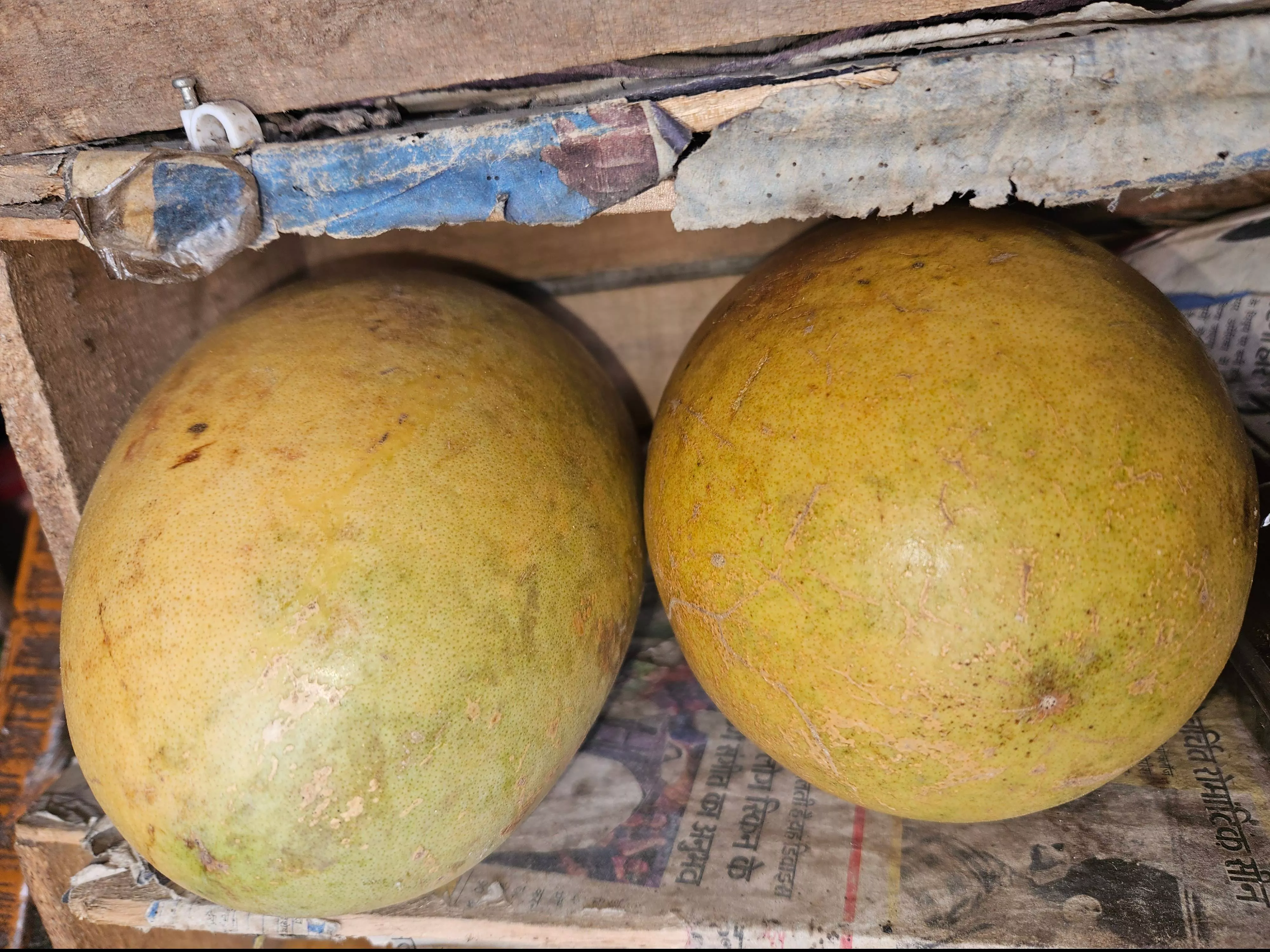  Organic Pomelo in Jhajjar - Fresh and Nutritious SHARMA FRUIT HOUSE 