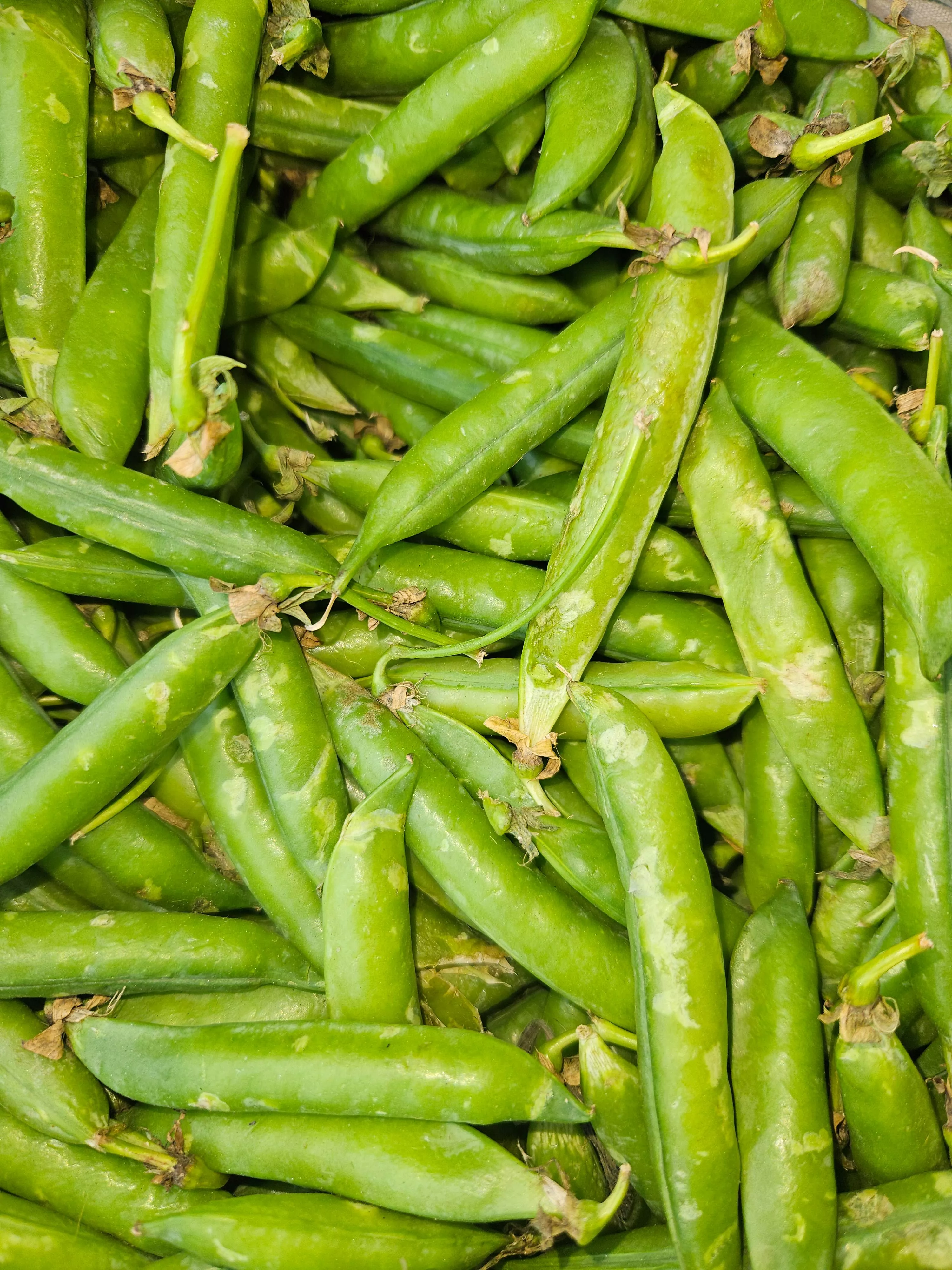  Fresh Green Peas in Jhajjar - Delicious and Nutritious SHARMA FRUIT HOUSE 