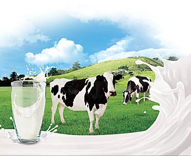 Malik Milk Dairy Farm - Malik Milk in Narbal - Premium Cow Milk MAGAM in MAGAM