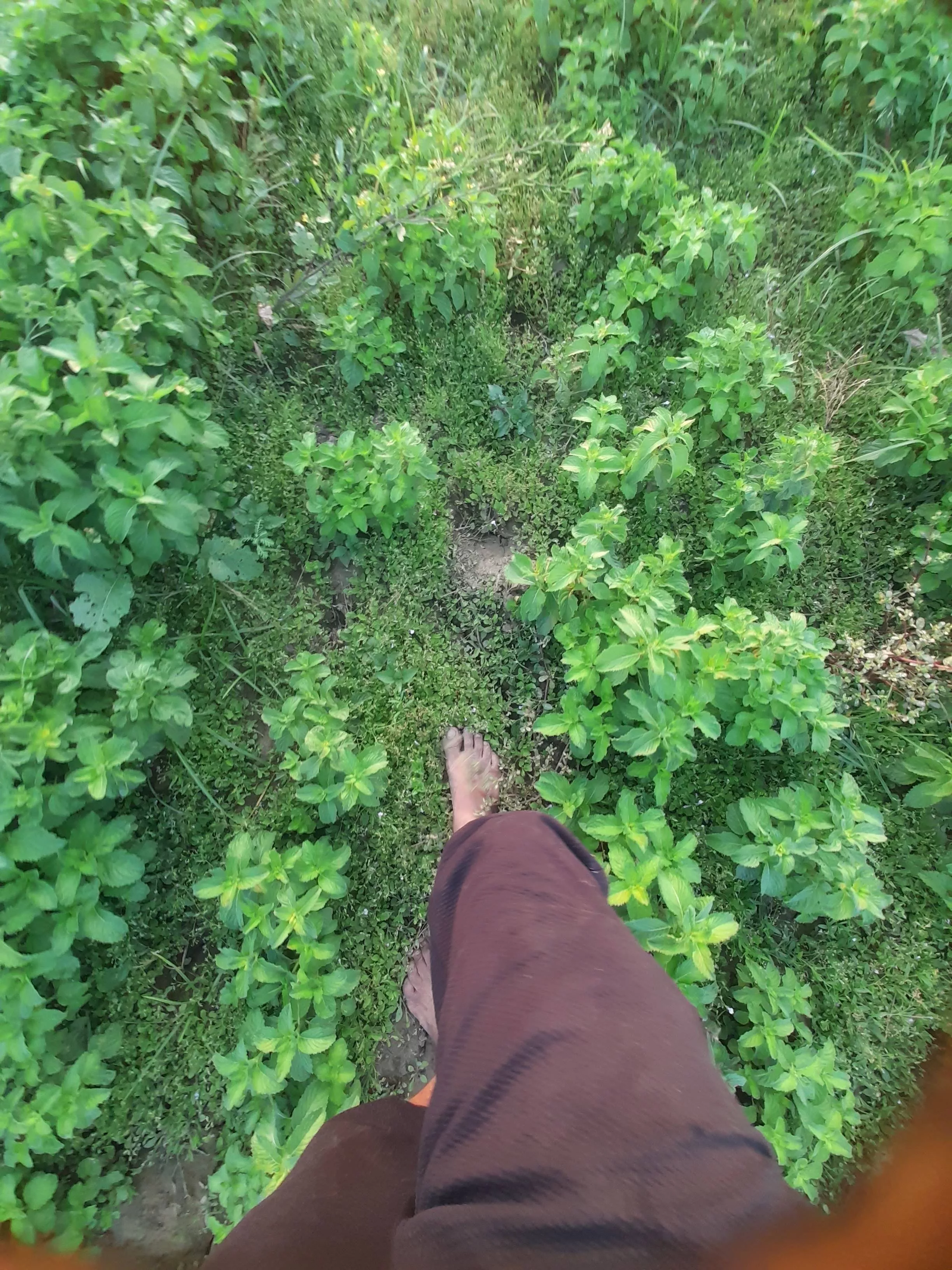 SHIVAM JAISWAL - Mint Plant in Bhitariya - Ramsnehi Ghat in RAMSNEHI GHAT
