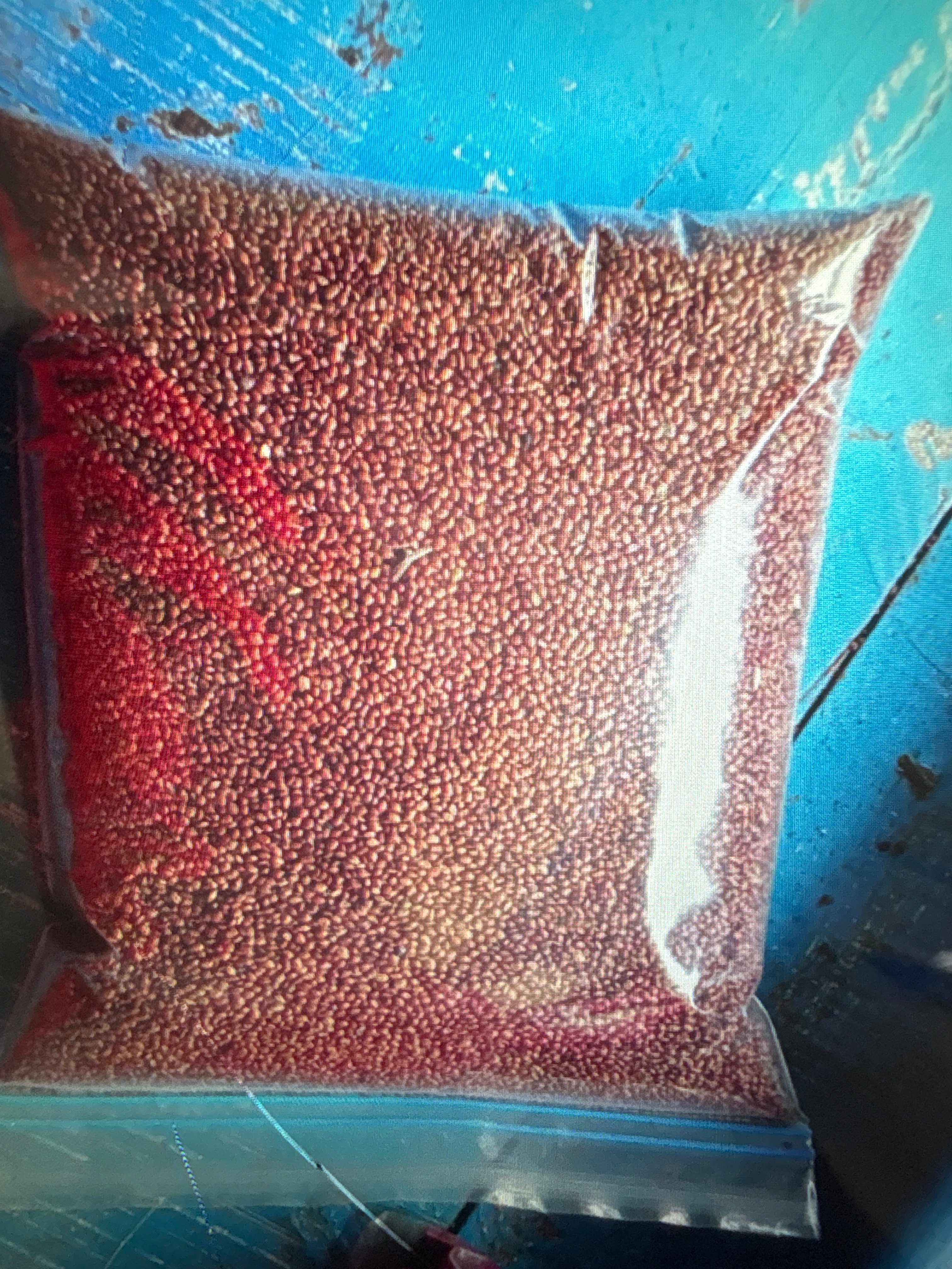 Premium Edglushan Seeds for lush lawns available in Shaligouraram