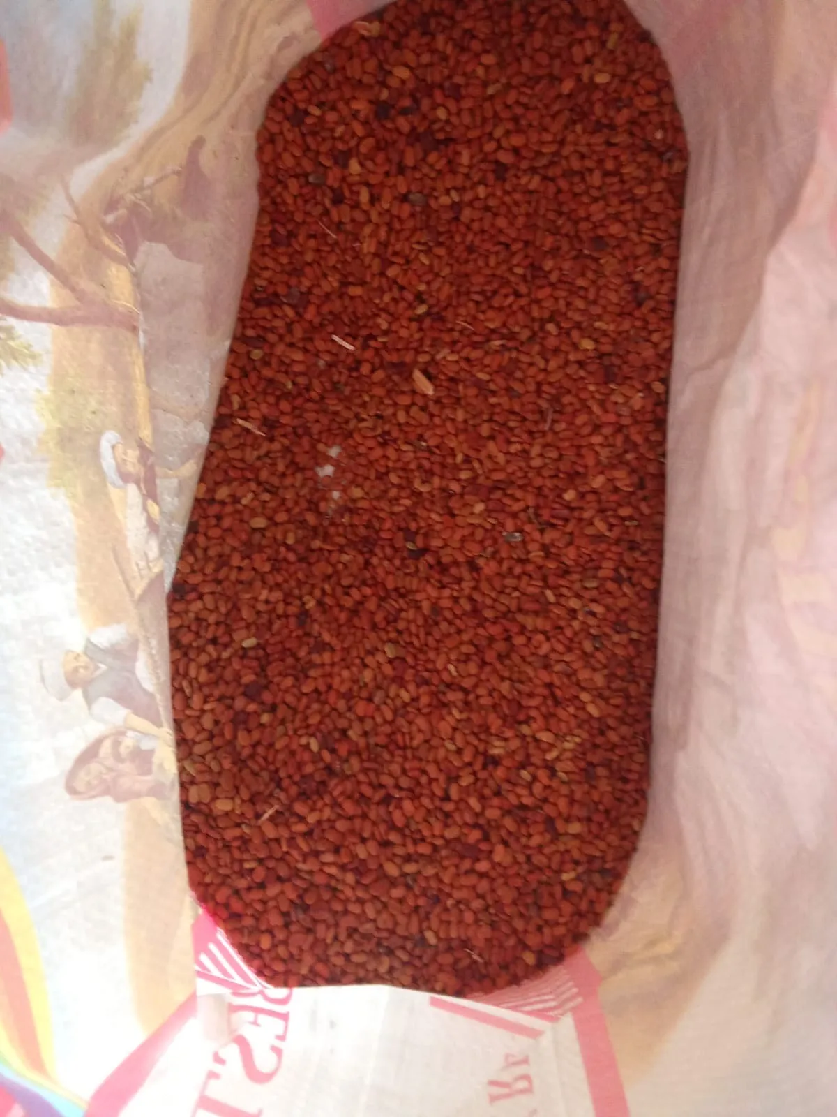 Avisha Seeds