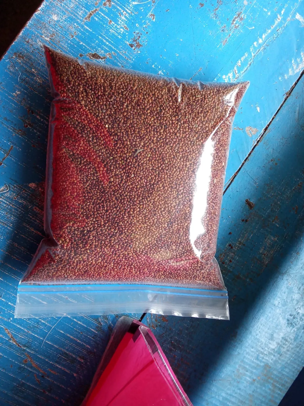 Lush Edglushan grass seeds displayed with a backdrop of green lawn in Shaligouraram