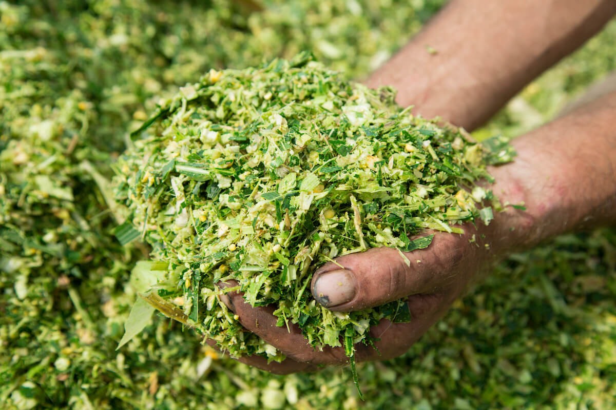 MALWA SILAGE AGRO - Silage in BARNALA