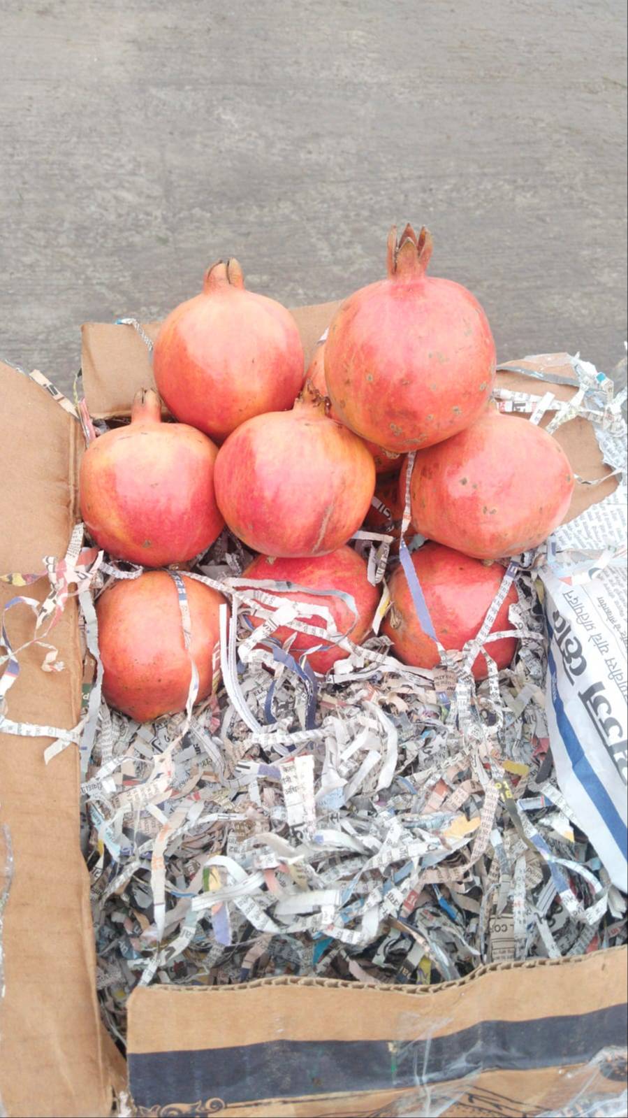 INTJAR MALIK - Pomegranate in ROORKEE