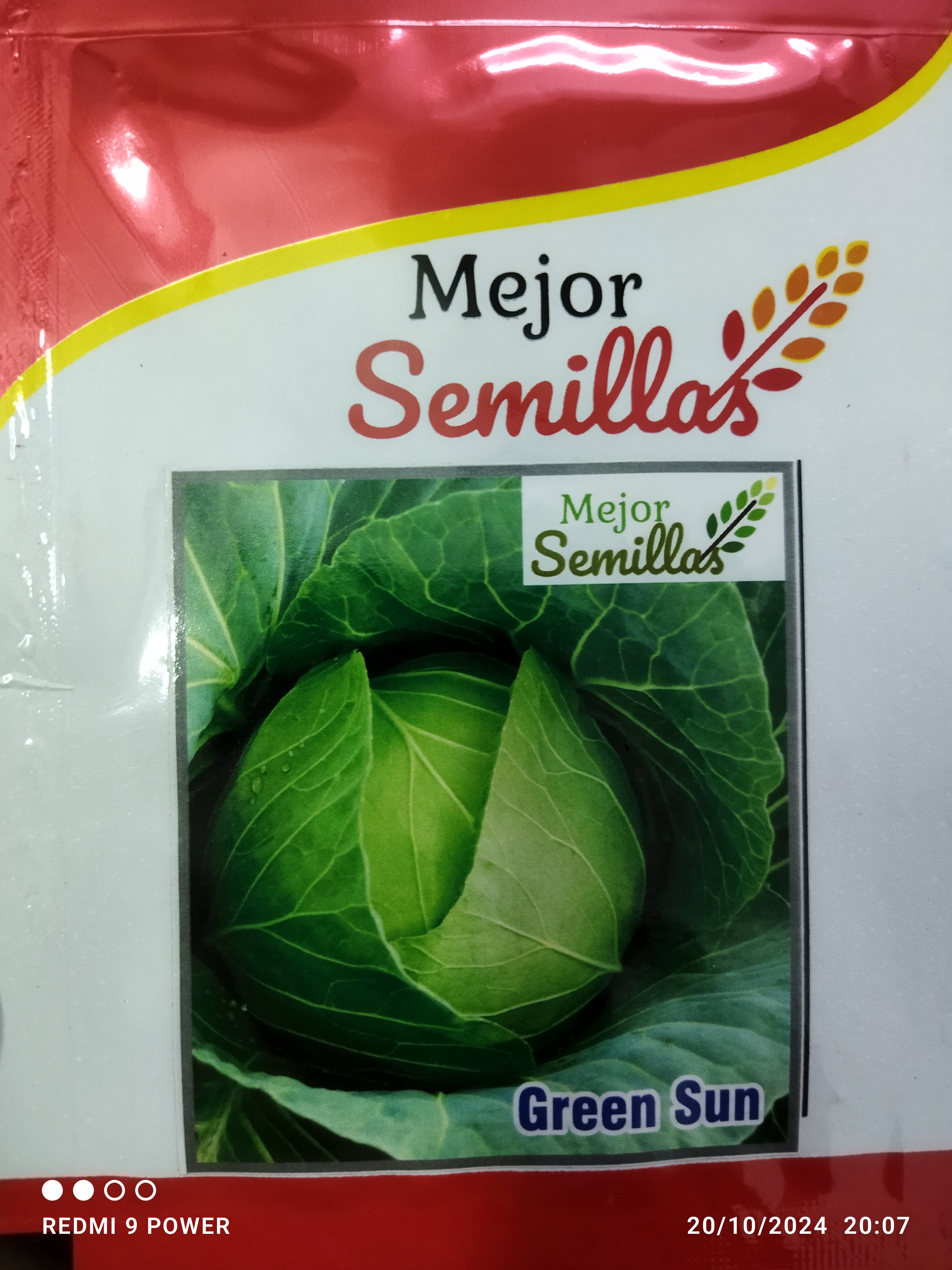 MEJOR SEMILLAS PVT LTD - Cabbage Green Sun F1 Seeds - Heat Tolerant in DHUPGURI