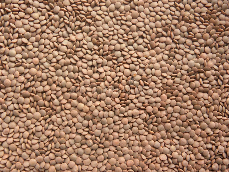  Premium Masoor Dal Bold High-Protein Lentils JAI KISHAN YADAV Main Road Dewari Jondhribari Near Shiv Mandir Banki Mongra Korba Chhattisgarh