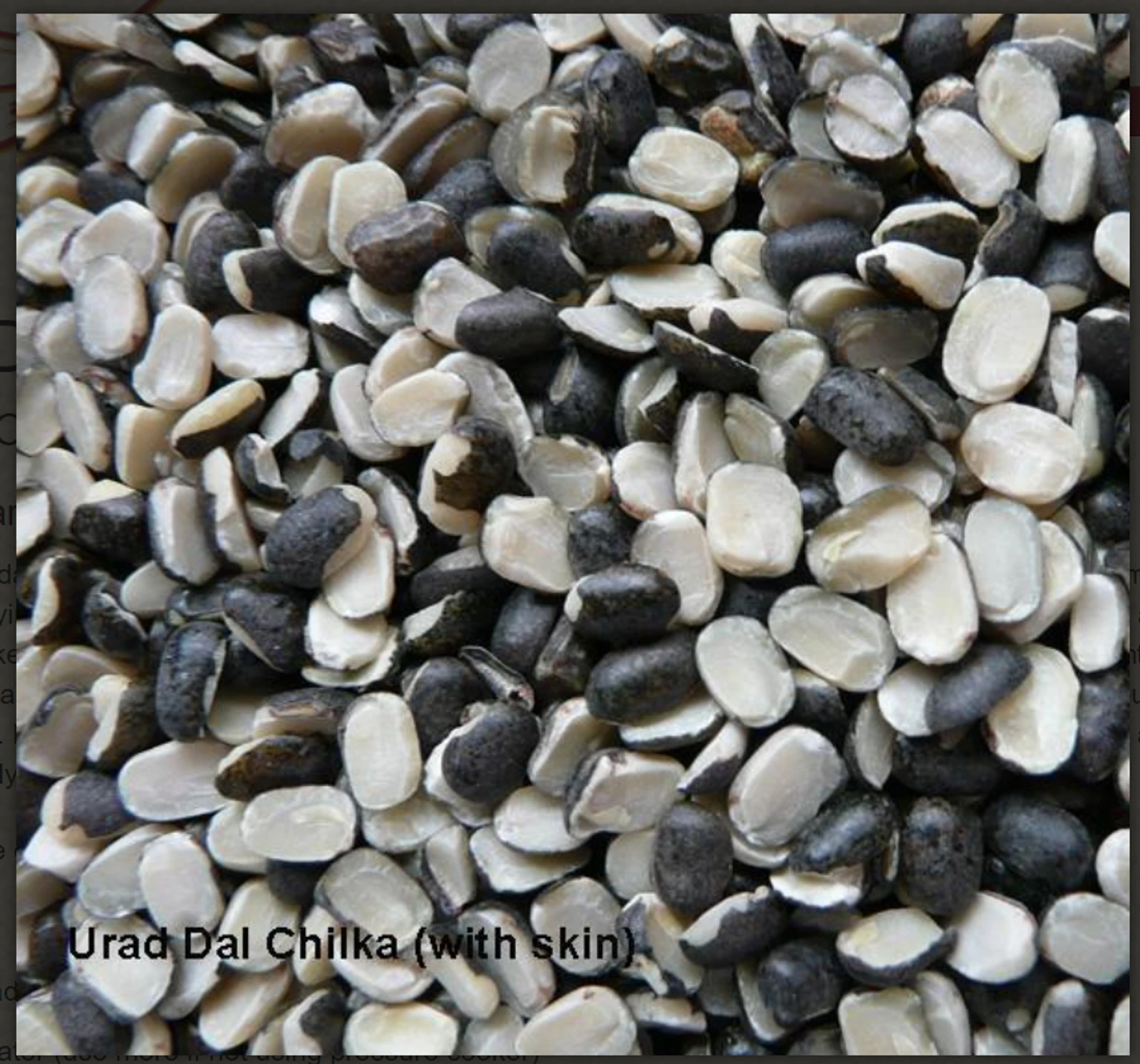 JAI KISHAN YADAV - Premium Urad Daal Bold Size in Katghora in Katghora