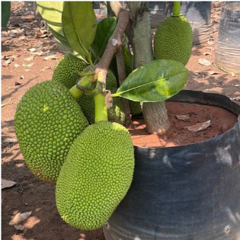 Big Plants also available here in Kalyan — KGN NURSERY