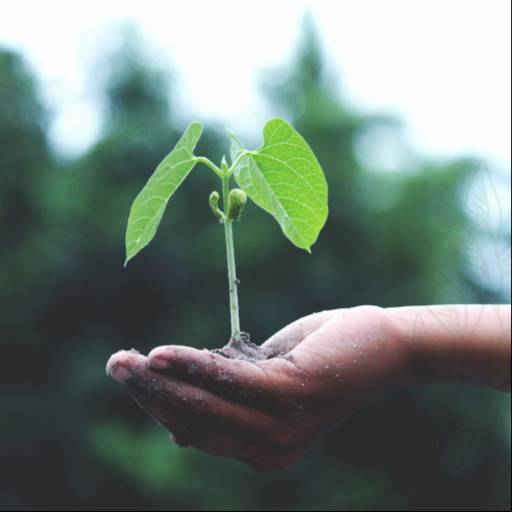 Plant Nursery in Berhampur | Wide Variety of Plants in