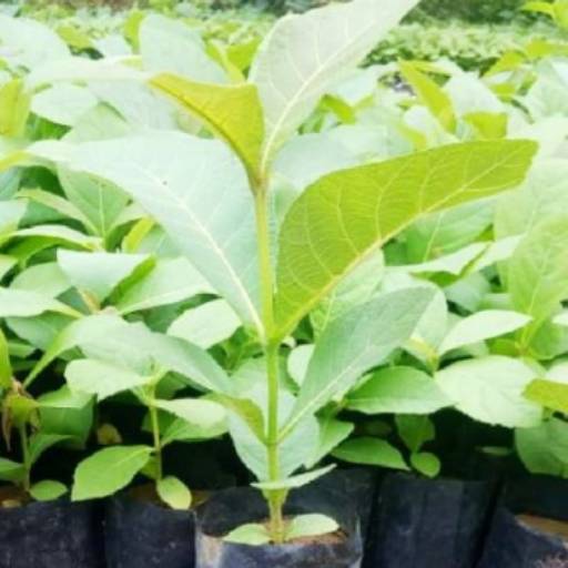 Best Plant Nursery in Yavatmal | Wide Selection of Healthy